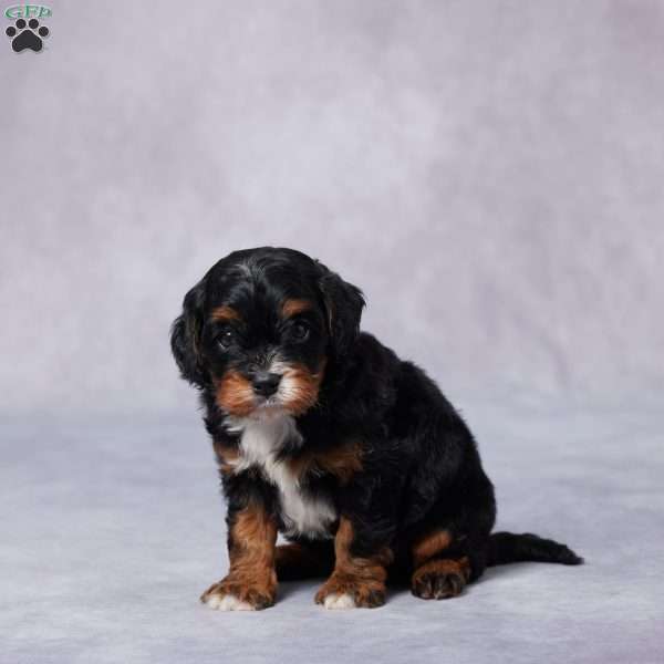 Colin, Cavapoo Puppy